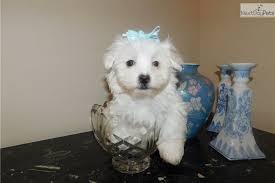 We did not find results for: London Maltese Puppy For Sale Near Atlanta Georgia Dc0fad6e 7fe1