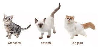 The domesticated ones have even found a home in neighborhoods while others continue to thrive in the wild. Cat Breeds Nintendogs Wiki Fandom