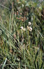 Image result for Fimbristylis aphylla