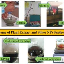 Image result for Phacelurus gabonensis