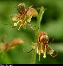 Image result for Walleria mackenziei