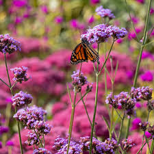 Image result for foto verbena