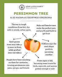 Image result for Vepris drummondii