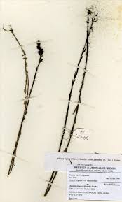 Image result for Sopubia ramosa