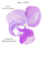 Image result for Vigna vexillata