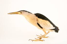 Image result for Isachne buettneri