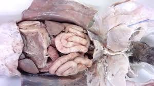 To download a bluelink image, click on the photo and select the download option on the following page. Cat Dissection Opening The Abdominal Cavity Youtube