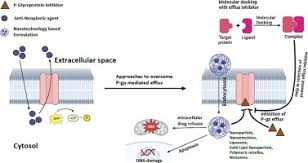 Image result for P-Glycoprotein