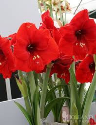 Red Lion Amaryllis Value Pack In 2020 Spring Flowering Bulbs Flower Bulbs Garden Daffodil Gardening
