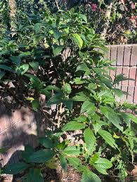 Image result for Tetracera boiviniana