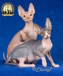 Wondering how much you'll need to budget to get a cat? Sphynx The Cat Fanciers Association Inc
