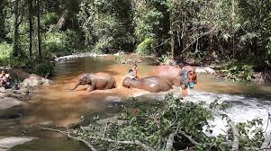 These hot and wet places are known for having some of the highest levels of biodiversity on the planet! Tropical Rainforest Biome