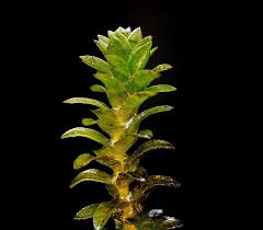 Image result for Elodea