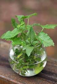 How To Grow A Mint Plant From Cuttings Mint Plants Growing Mint Peppermint Plants