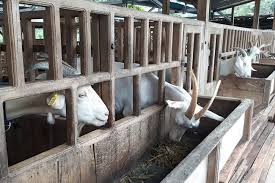 Untuk menunjang ternak kambing yang baik maka anda harus melakukan perawatan kandang tempat kambing berada. Sistem Modern Kelompok Ternak Ini Beromzet Ratusan Juta Ekonomi
