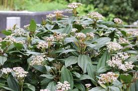 ) soweit ich weiß ist sie nicht essbar, aber sie ist so schön! Immergruner Kissen Schneeball Viburnum Davidii Pflege Anleitung