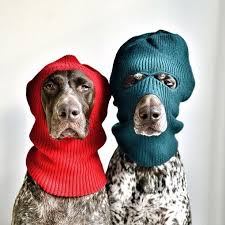 Finalist Olmus German Shorthaired Pointer Komik Kopek Fotograflari Sevimli Kopekler