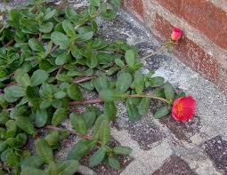 Image result for Chassalia umbraticola