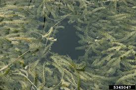 Image result for Hydrilla verticillata