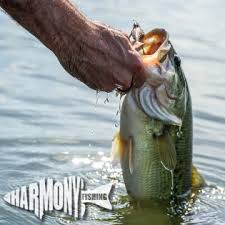 The wacky rig is a weightless stick style worm hooked through the middle of its body. Amazon Com Harmony Fishing Tungsten Offset Weedless Ned Rig Jigheads 5 Pack Sports Outdoors