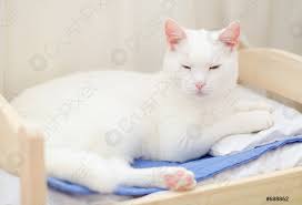 Denn tiere verlieren naturgemäß viele haare. Weisse Katze Schlaft Im Bett Foto Vorratig Crushpixel