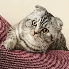 Watch The Best Youtube Videos Online Scottishfold Scottish Scottishstraight Cat Catsofinstagram Beautiful Scottish Fold Cats Of Instagram Cat Lovers