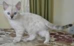 Snow Bengal Kittens Available Seal Lynx Point Kittens ...