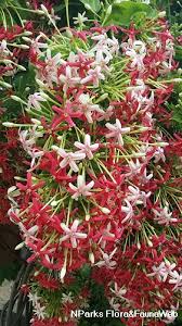 Image result for Combretum indicum