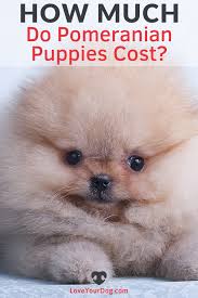 Pomeranian Prices How Much Do Pomeranian Puppies Cost In 2020 Pomeranian Puppy Pomeranian Puppies
