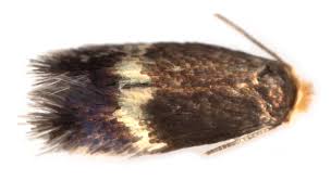 Image result for Stigmella malella