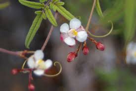 Image result for Cardiospermum corindum