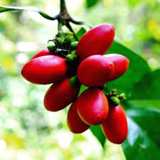 Dalam erti kata lain, nangka, jika dimakan terlalu banyak, anda akan mula jatuh sakit. Edisi Buah Buahan Tempatan Ini 10 Jenis Buah Yang Mungkin Anda Jarang Jumpa Kongsi Tular Semasa Forum Cari Infonet