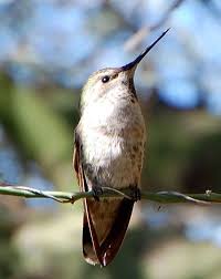 Backyard Birds Of Arizona Desert Pin On Backyard Birds Of Phoenix Arizona