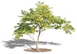 Besides good quality brands, you'll also find plenty of discounts when you shop for plant home small tree during big sales. Cut Out Small Tree Vishopper