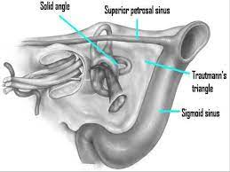 With an area of 150 mm 2 (27.5%) or greater. Anatomy Of Ear Mastoid Ppt Video Online Download