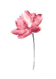 50 hybrid rainbow rose seeds flower bush perennial flowers seed bloom rose seeds flower bush perennial shrub garden home exotic garden one way to grow roses is from the seeds they produce. Coral Lotus Watercolor Shabby Chic Wall Decor Lotus Flower Set Painting By Joanna Szmerdt