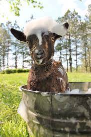 Before giving your baby her first tub bath, wait until her umbilical cord falls off, which usually happens ten to 14 days after birth. Goat In A Galvanized Bucket Bath Too Cute Goats Funny Goats Cute Goats