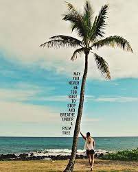 Related quotes redwoods nature environment mesquite palo verde. Goodmorning Beach Quotes Palm Tree Quotes Palm Trees