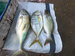 These longline fishing are affordable and available for online consumers. Mungko Tv Sa Wakas Naka Laot Na Po Tayo Mga Ka Facebook
