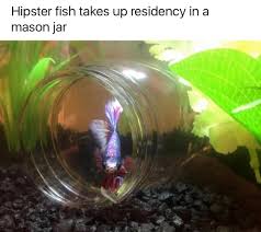 Betta Fish Mason Jar R Bettafish