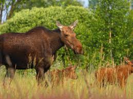 Chernobyl was the site of the world's worst nuclear disaster. Wildlife Thriving Around Chernobyl Nuclear Plant Despite Radiation Wildlife The Guardian