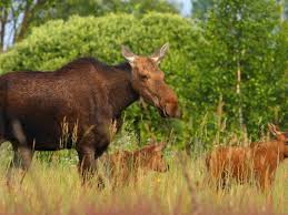 Il y avait aussi des terres spéciales, des serres spéciales… Wildlife Thriving Around Chernobyl Nuclear Plant Despite Radiation Wildlife The Guardian