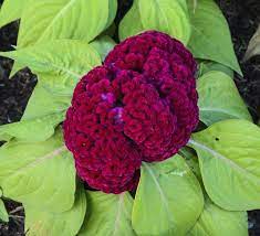Image Result For Brain Cockscomb Coxcomb Flowers Petunia Plant Red Plants