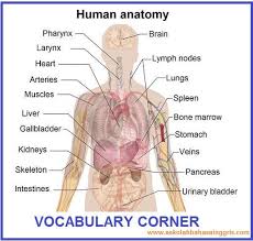 123 Vocabulary Corner Humananatomy Anatomi Tubuh Manusia Tubuh Manusia Anatomi Anatomi Tubuh