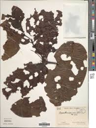 Image result for Oxyanthus speciosus