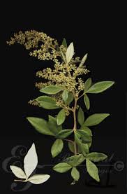 Image result for Rhoicissus tridentata