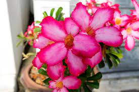 Azalea Plants Bloom During What Period