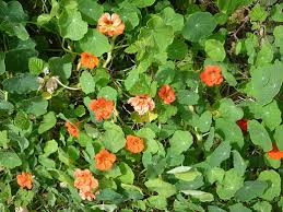 Image result for Tropaeolum majus