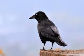 Pied Crow Black Bird With White Ring Around Neck Crow Bird Family Overview Corvids The Rspb