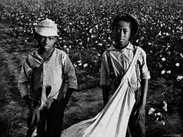 African American Children Are Cotton Pickers Pulling Sacks Along Behind Them As They Pick Cotton Photographic Print Ben Shahn Art Com American Children African American African American Art